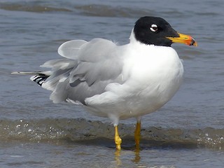 Ynglende adult - Stephen Menzie - ML140481561