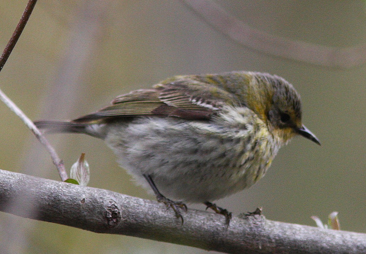 Cape May Warbler - ML140481901