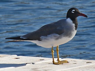  - White-eyed Gull