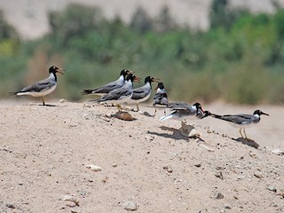 White-eyed Gull - eBird