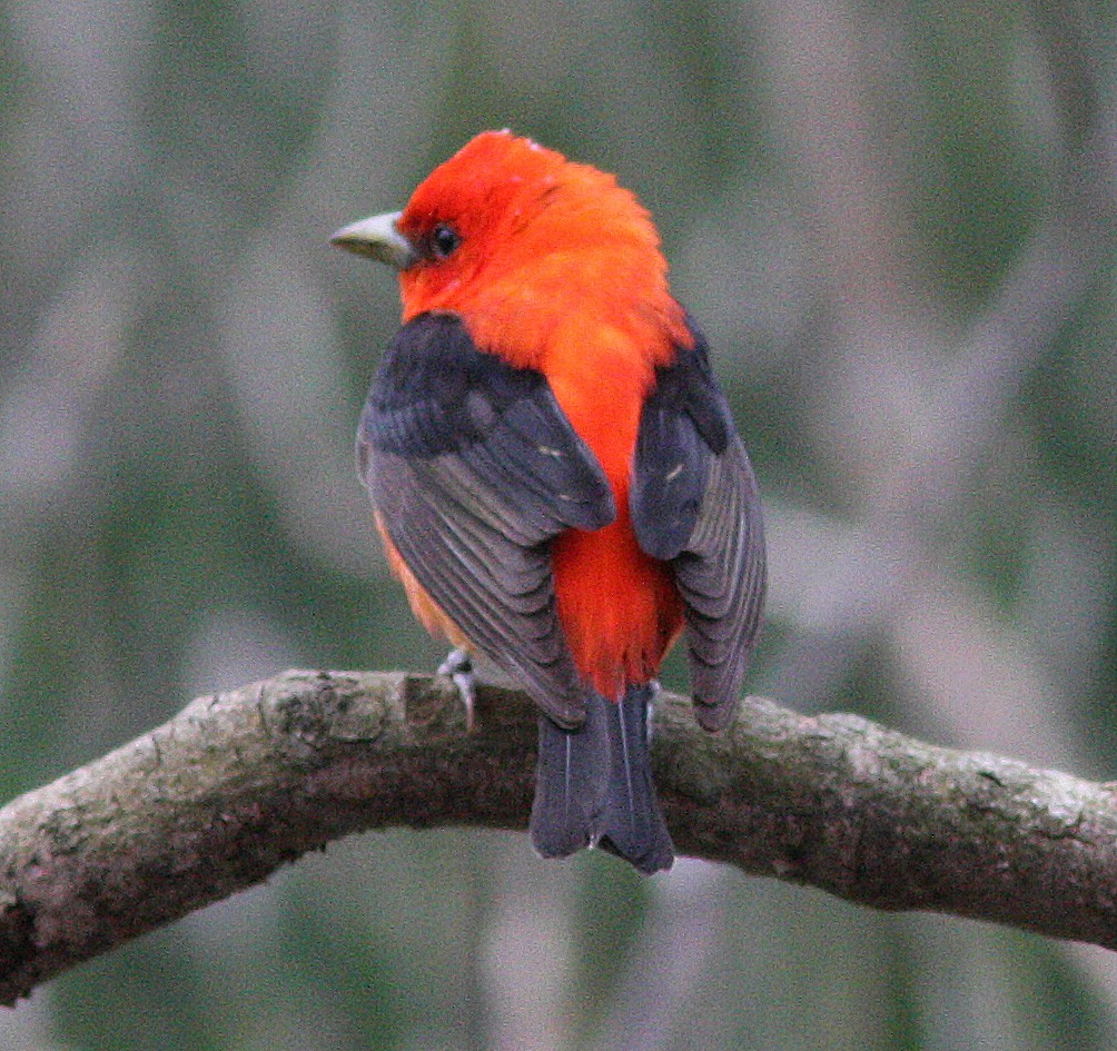 Scarlet Tanager - ML140482181