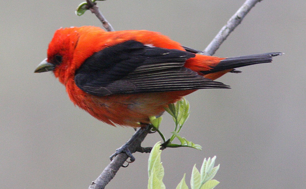 Scarlet Tanager - ML140482201