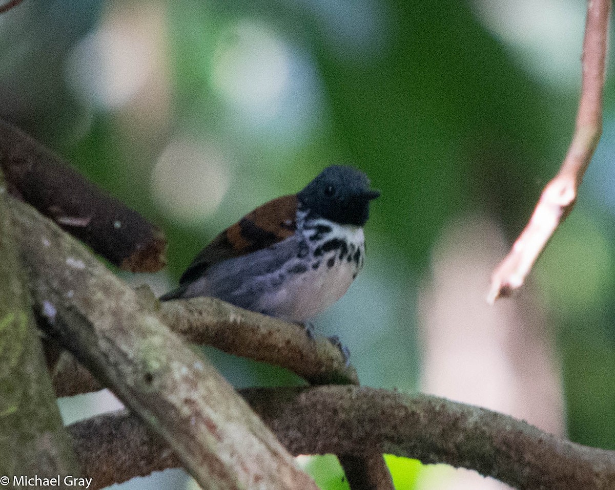 Spotted Antbird - ML140482291