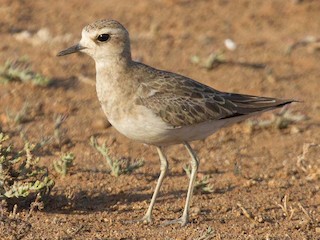  - Caspian Plover