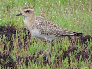  - Caspian Plover