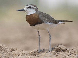  - Caspian Plover