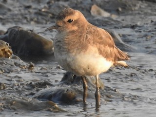  - Caspian Plover