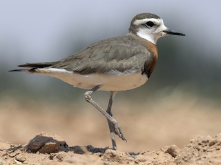  - Caspian Plover