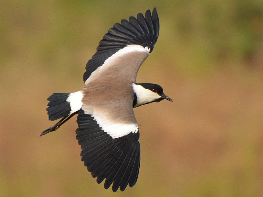 Spur-winged Lapwing - Henry Cook