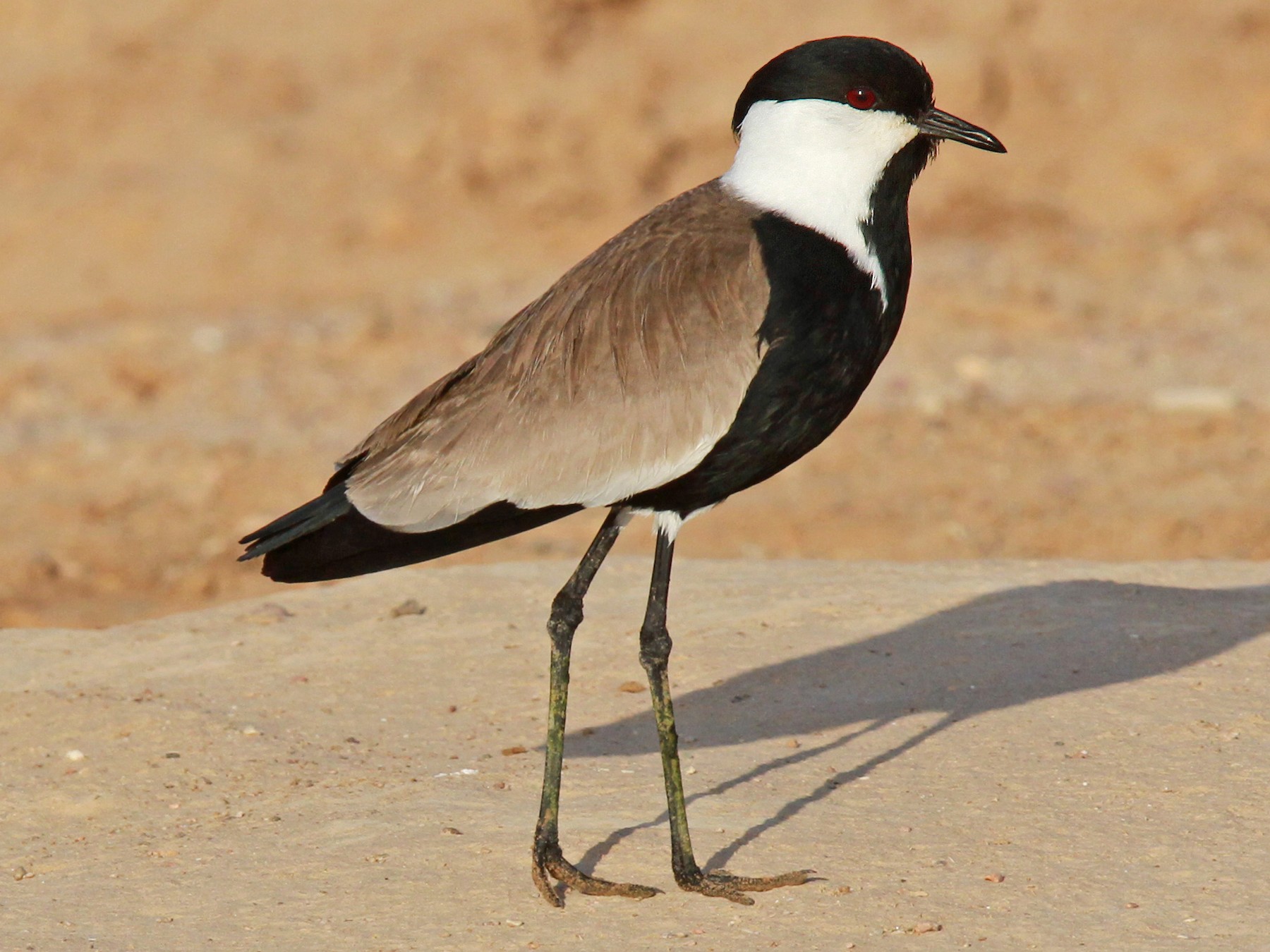 Spur-winged Lapwing - Volker Hesse