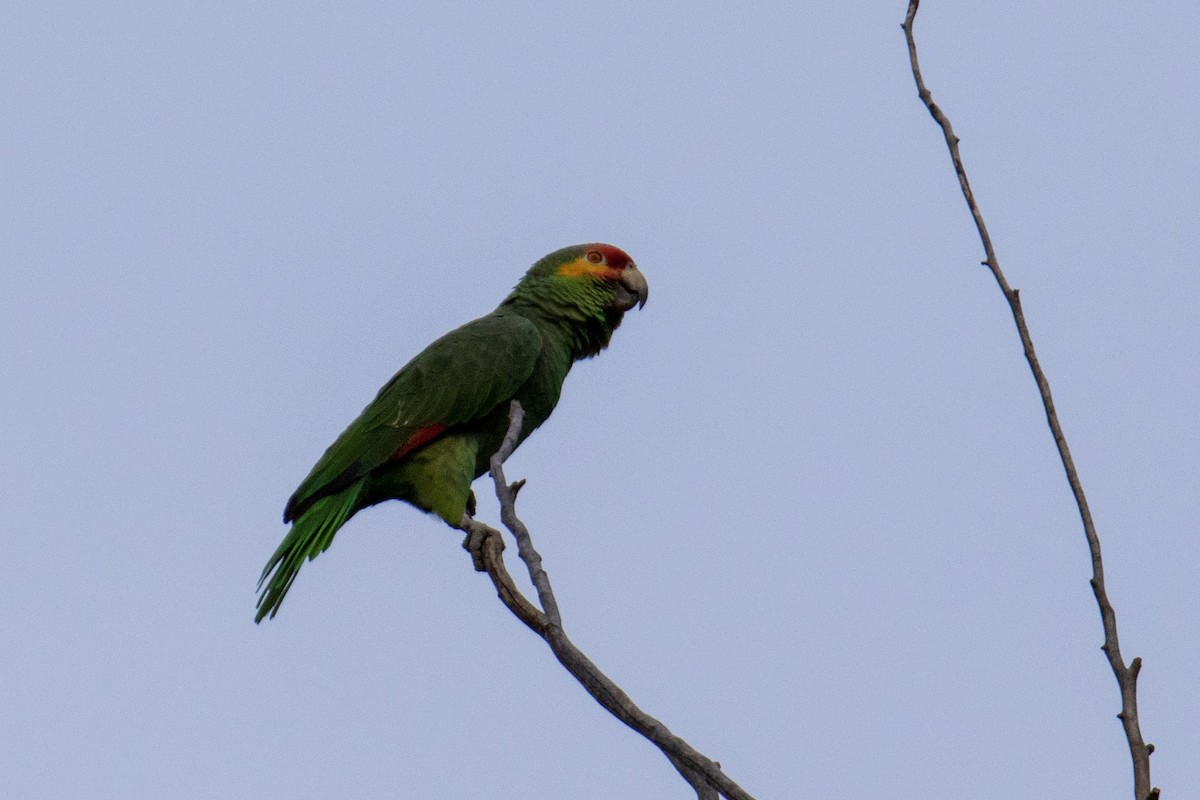 Red-lored Parrot - ML140483251