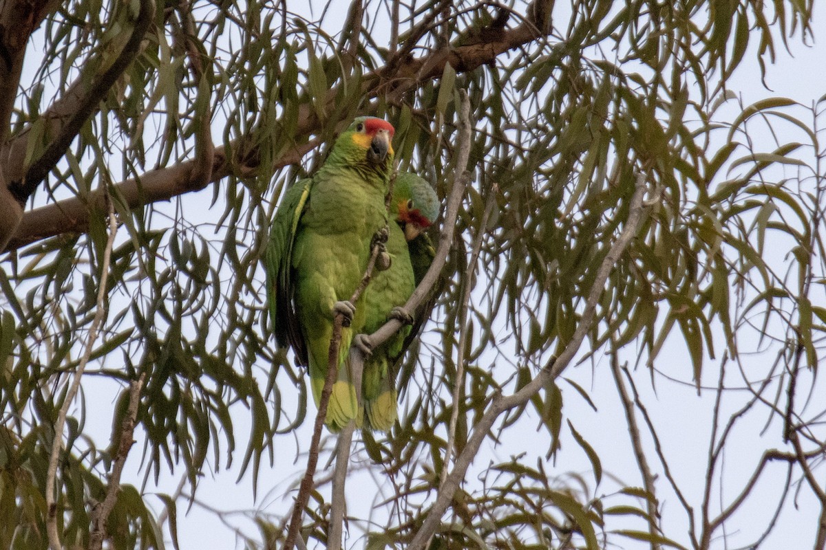 Red-lored Parrot - ML140483261