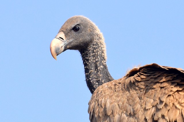 Possible confusion species: &nbsp;Indian Vulture (<em class="SciName notranslate">Gyps indicus</em>). - Indian Vulture - 