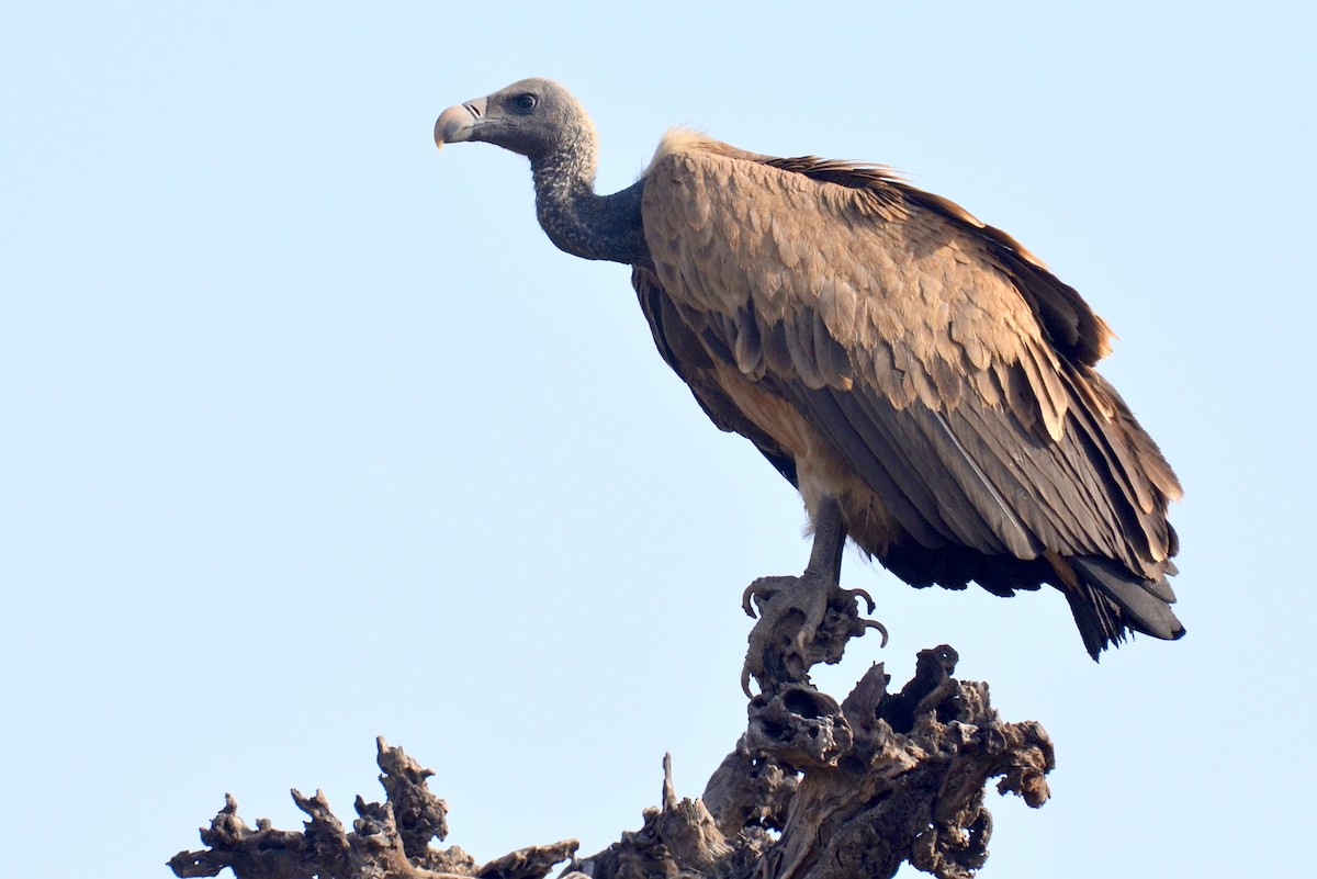 Indian Vulture - Hakimuddin F Saify