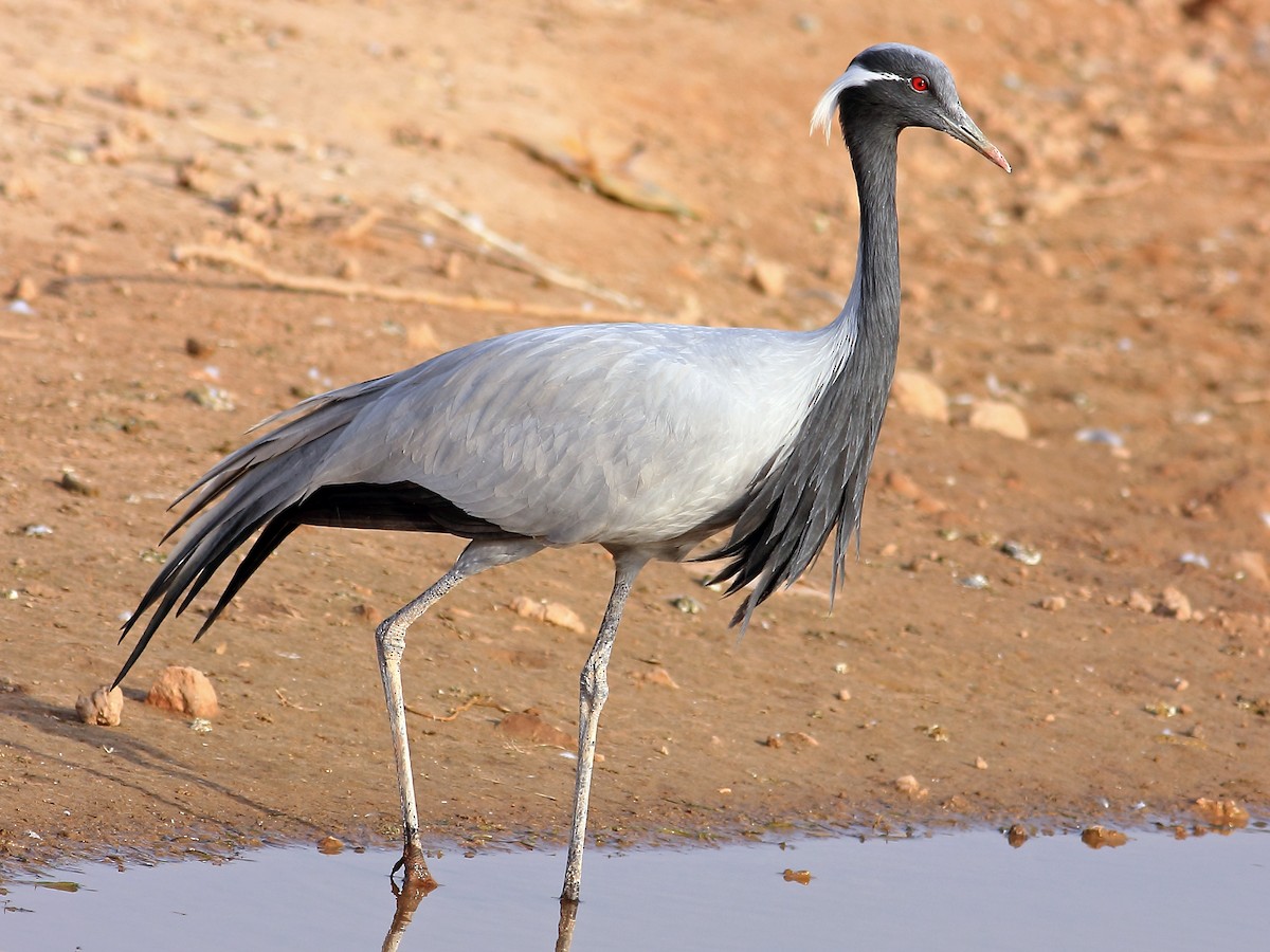 Demoiselle Crane Ebird