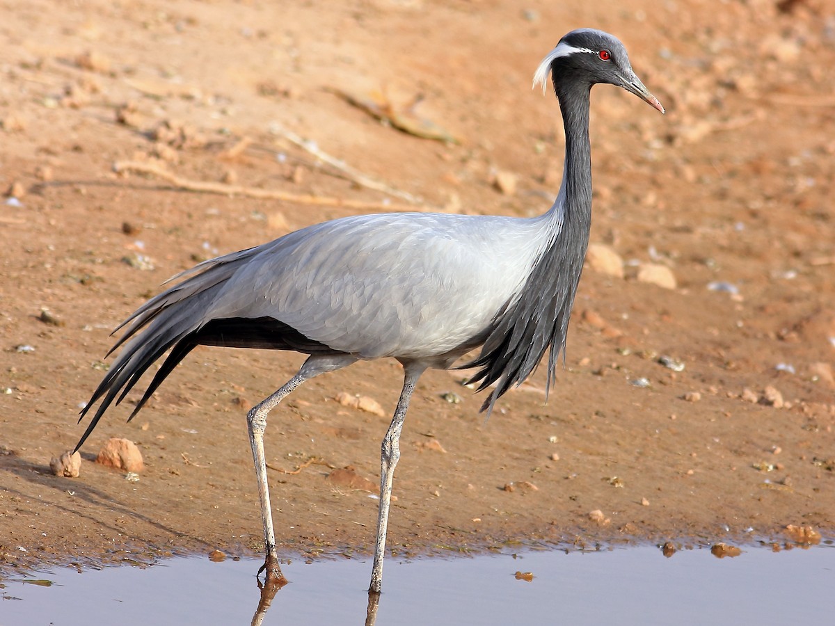 crane bird in water