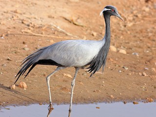  - Demoiselle Crane