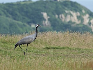  - Demoiselle Crane