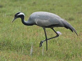 - Demoiselle Crane