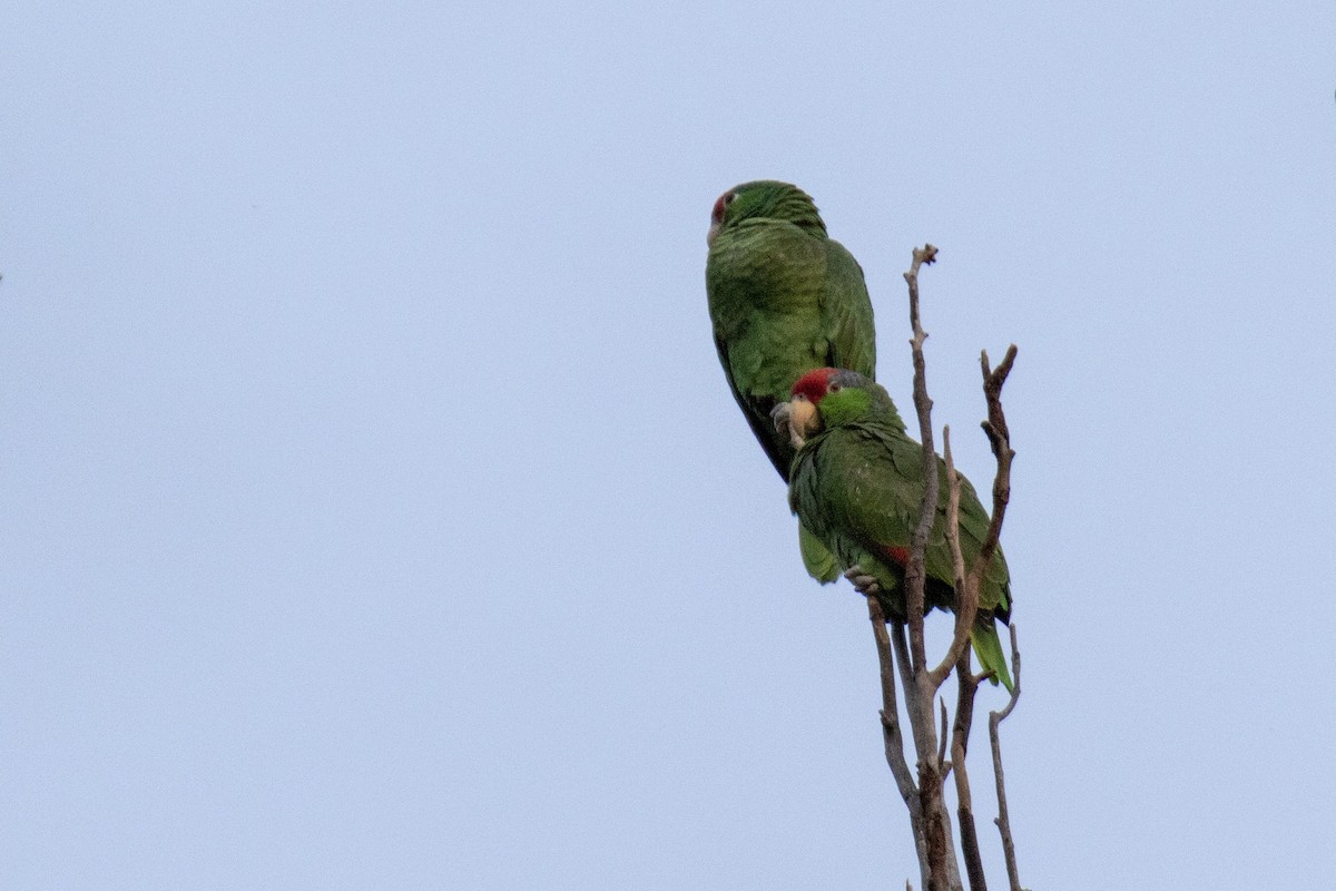 Red-crowned Parrot - ML140484031