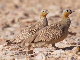  - Crowned Sandgrouse