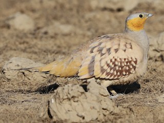  - Spotted Sandgrouse