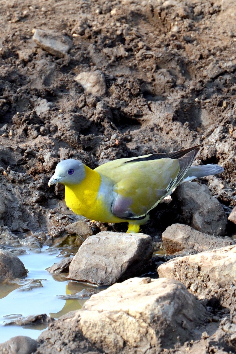 Yellow-footed Green-Pigeon - Hakimuddin F Saify