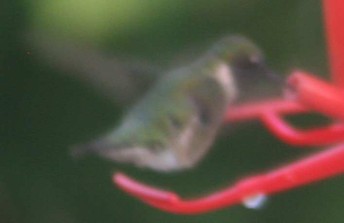 Ruby-throated Hummingbird - ML140485241