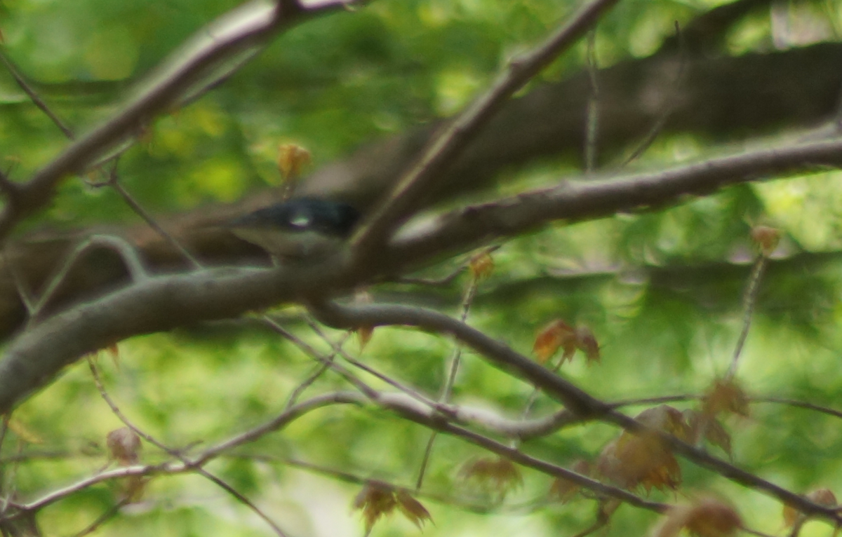 Black-throated Blue Warbler - ML140485281