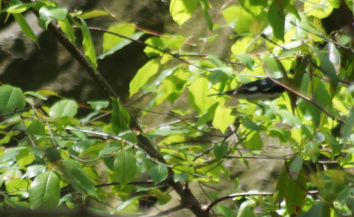 Black-throated Blue Warbler - Alex Coffey