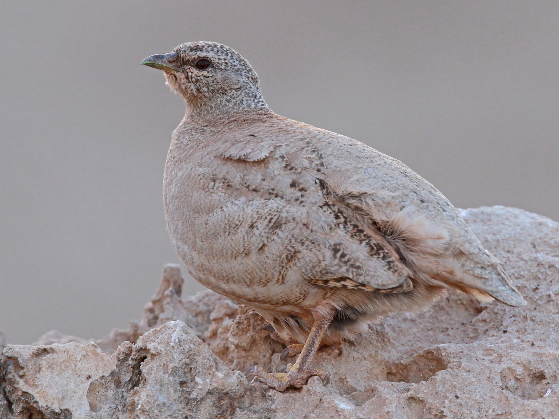 Песчаная Куропатка - EBird