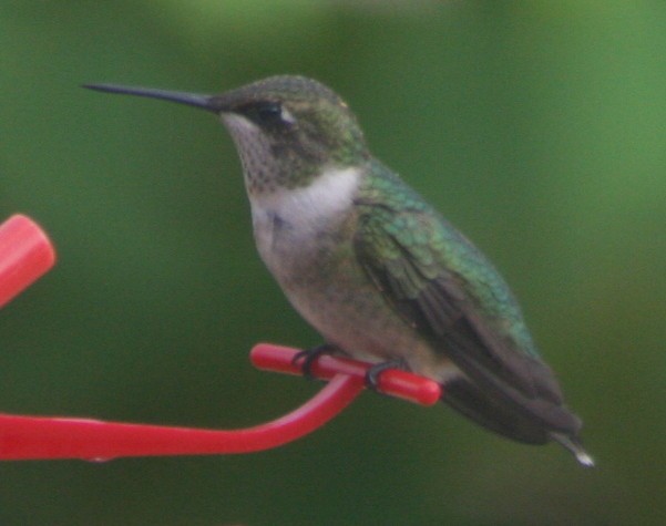Ruby-throated Hummingbird - ML140486071