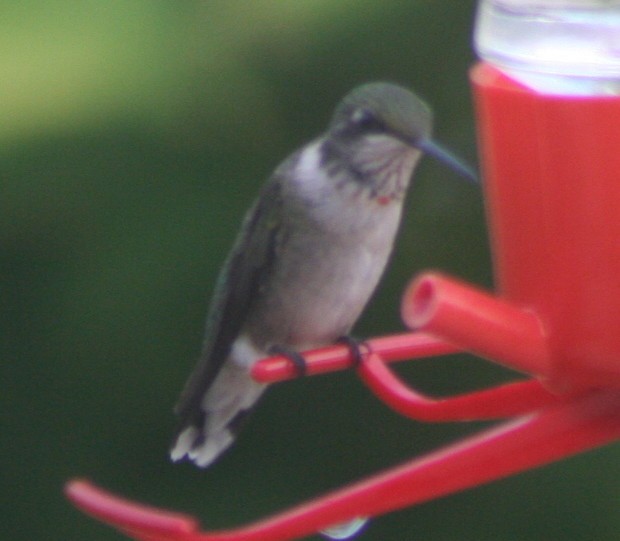 Ruby-throated Hummingbird - ML140486221