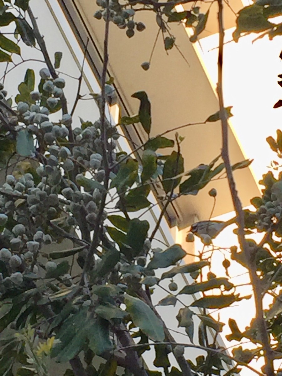 Black-throated Gray Warbler - ML140486301