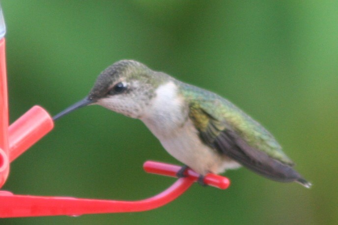 Ruby-throated Hummingbird - ML140486371