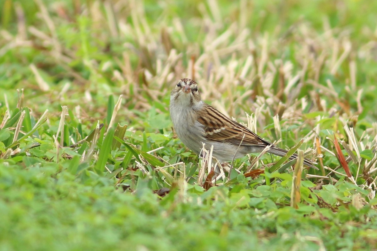 Chipping Sparrow - ML140486381