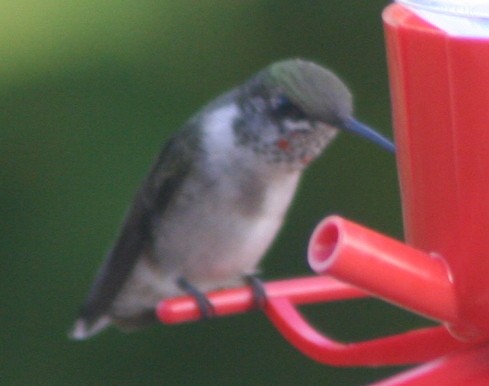Ruby-throated Hummingbird - ML140486631
