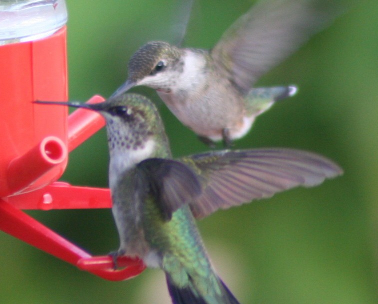 Ruby-throated Hummingbird - ML140486791