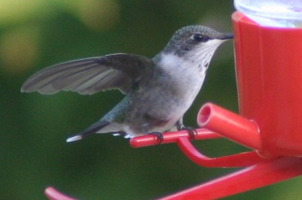 Ruby-throated Hummingbird - ML140486841