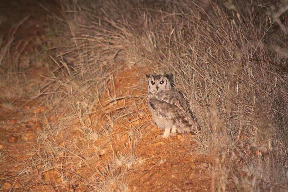 Grayish Eagle-Owl - David Weber