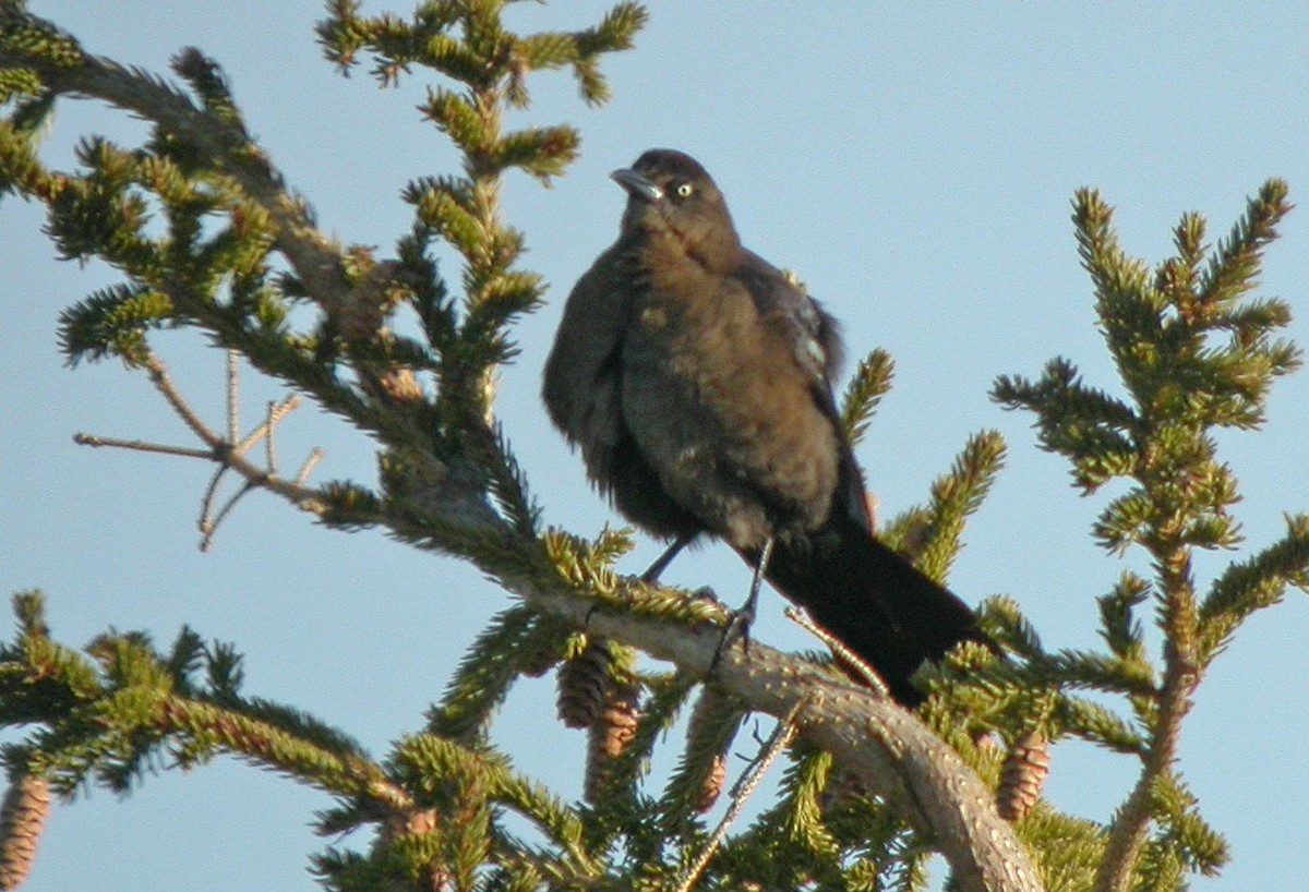 Great-tailed Grackle - Jean Iron