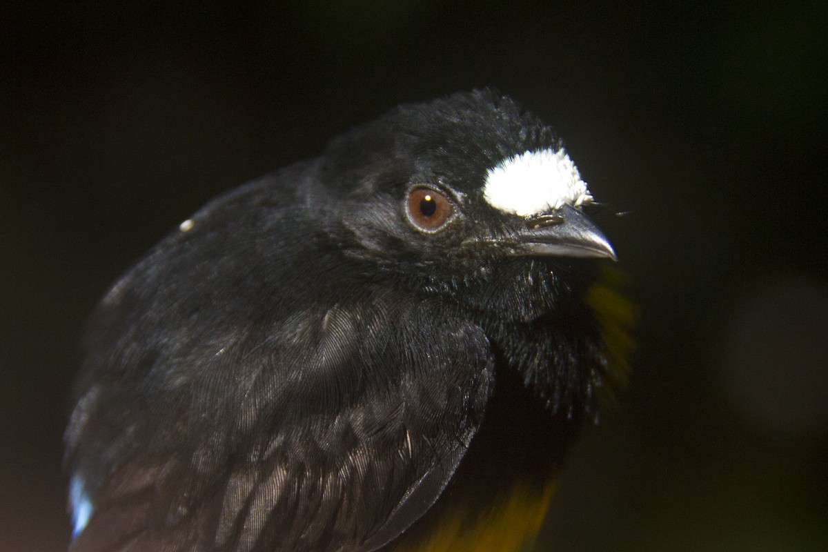 White-fronted Manakin - Phil Stouffer