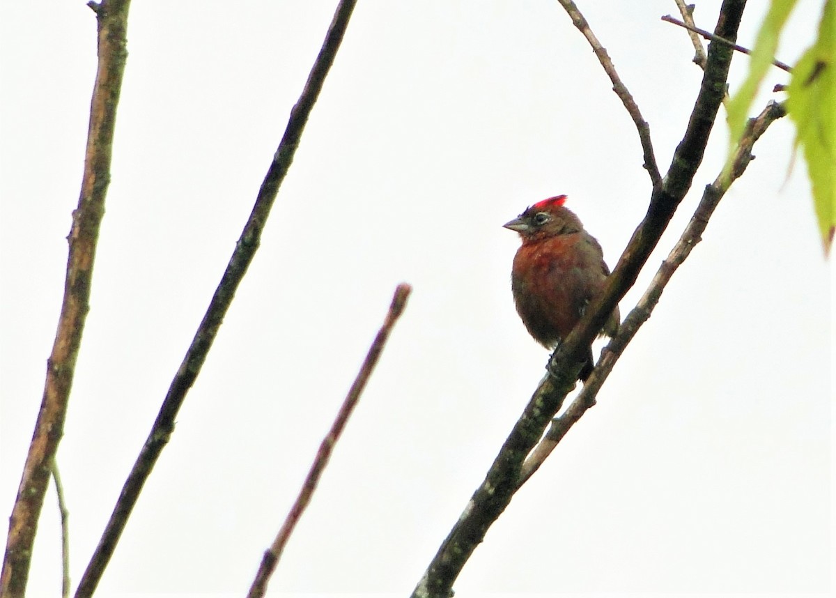 Red-crested Finch - Carlos Otávio Gussoni