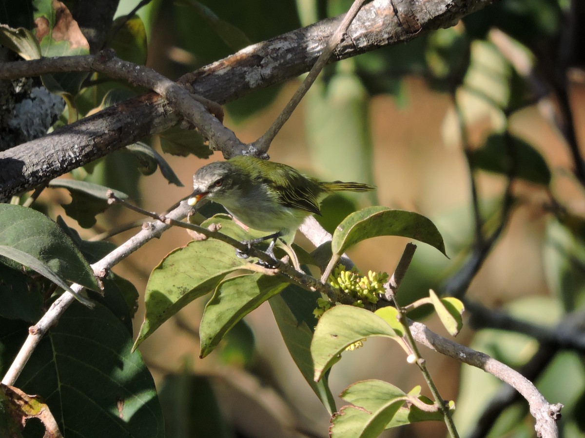 Mistletoe Tyrannulet - ML140491121