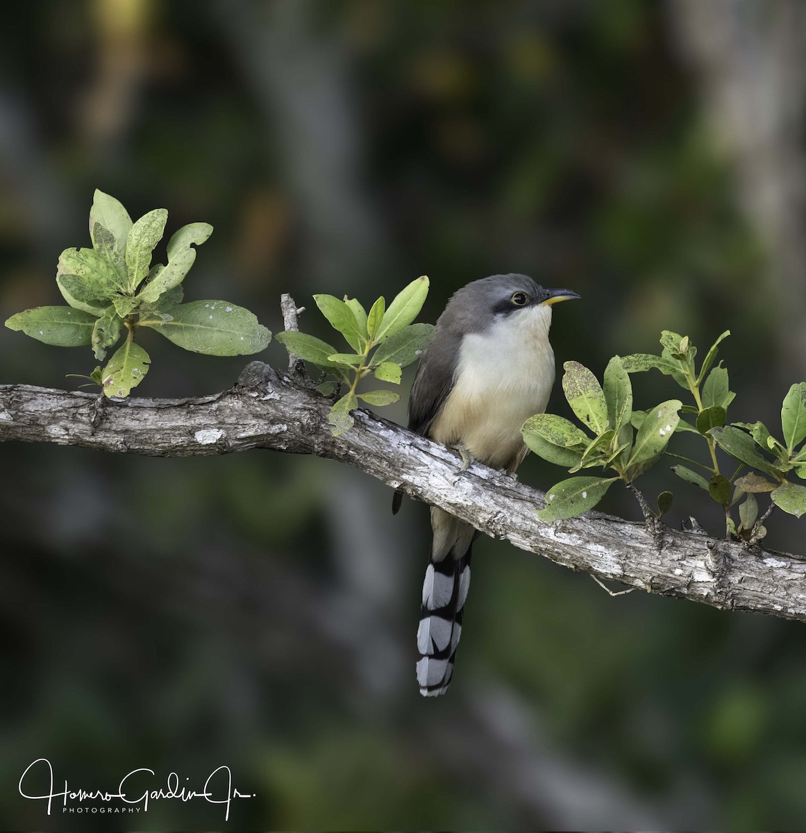 Mangrove Cuckoo - Homer Gardin