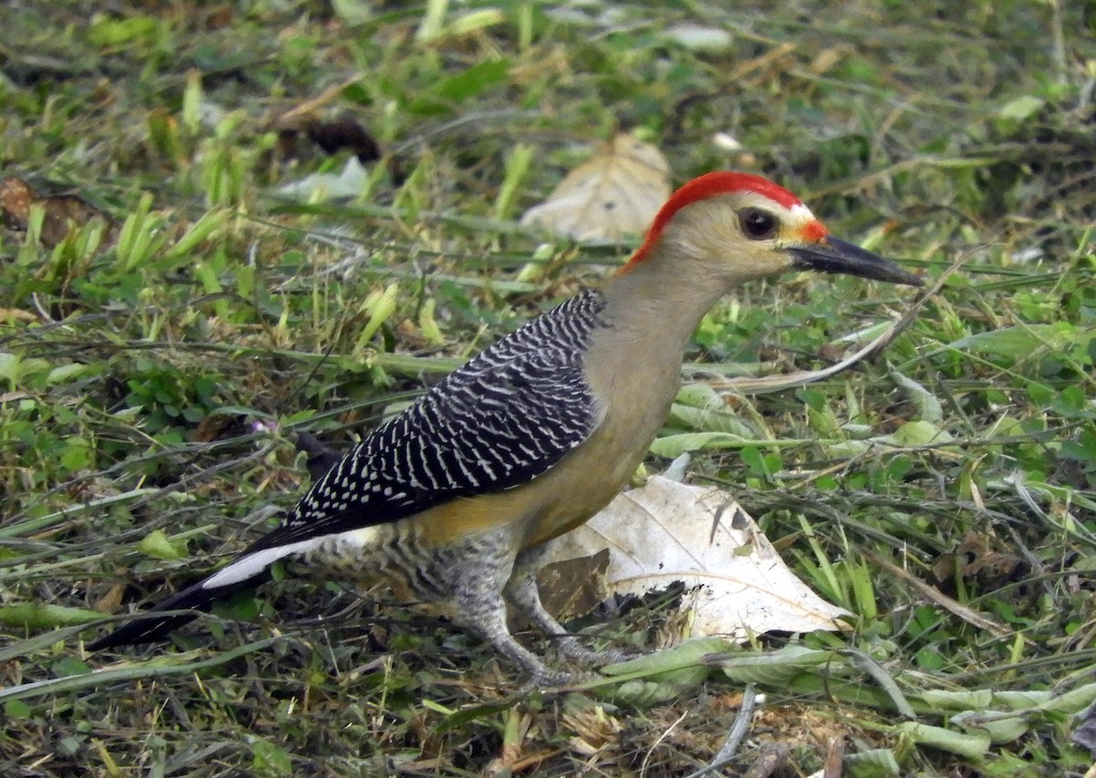 Golden-fronted Woodpecker - ML140492861
