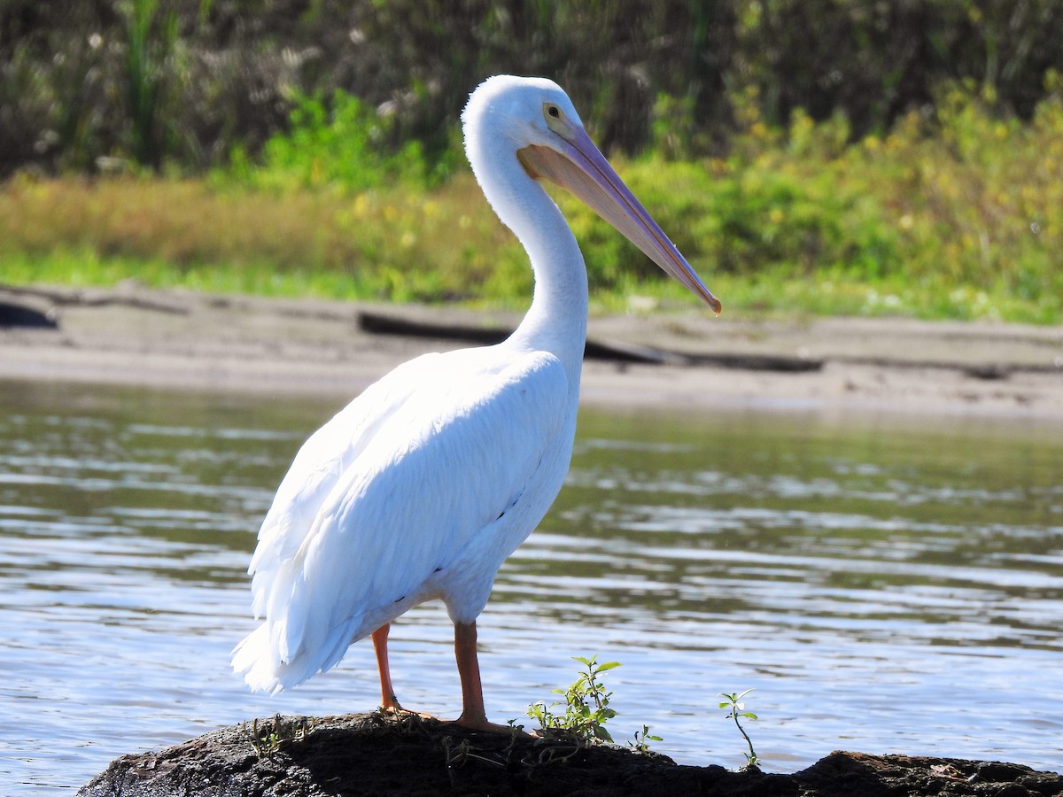 American White Pelican - Hugo Orellana