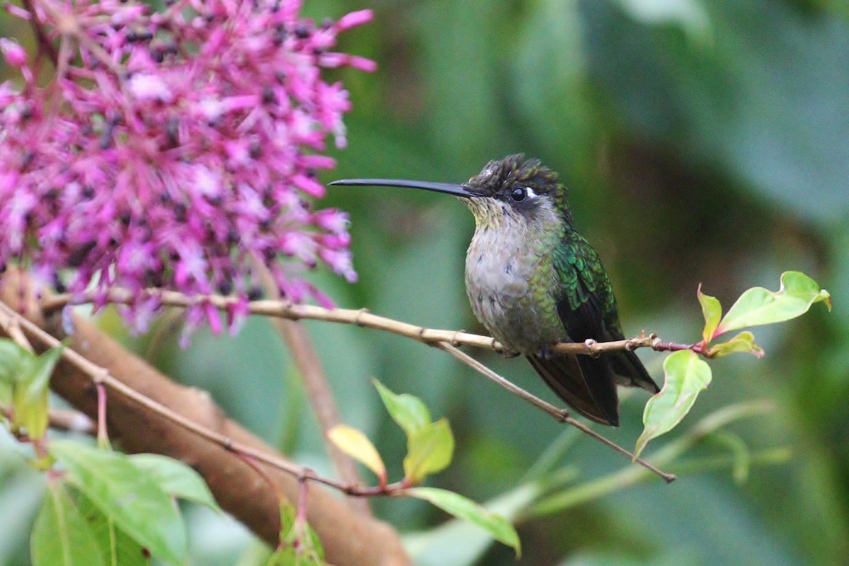 Talamanca Hummingbird - Alex Lamoreaux
