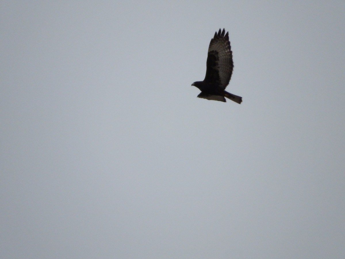 Red-tailed Hawk (Harlan's) - ML140498511