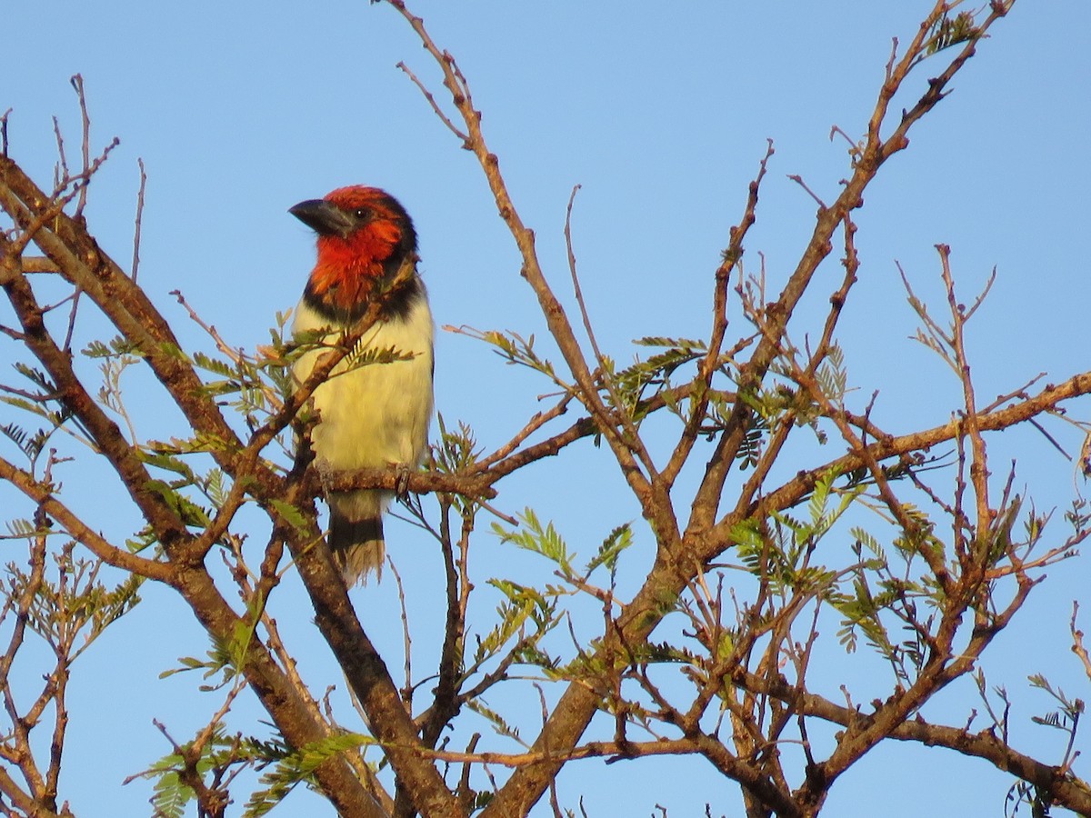 Black-collared Barbet - Stephanie  Wallace